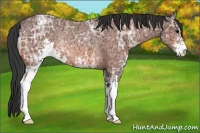 Horse Color:Bay Ice Sabino Rabicano 