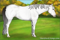 Horse Color:Gray White Spotted Classic Champagne Ice Rabicano