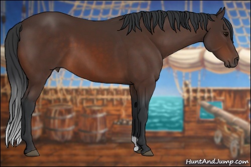 Horse Color: Bay 