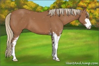 Horse Color:Chestnut Sabino 
