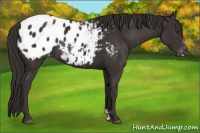 Horse Color:Liver Chestnut Frame Appaloosa Rabicano