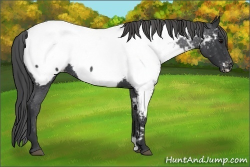 Horse Color: Blue Roan Near Fewspot 