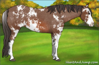 Horse Color:Bay Sabino Appaloosa 