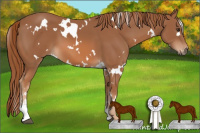 Horse Color:White Spotted Chestnut Sabino 