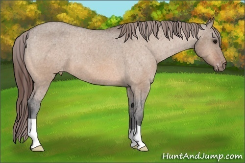 Horse Color: Bay Dun Varnish 