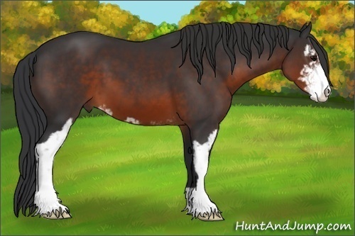 Horse Color: Brown Sabino 