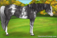 Horse Color:White Spotted Smoky Black Splash 
