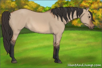 Horse Color:Bay Dun