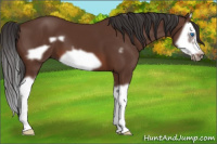 Horse Color:Bay Splash Frame