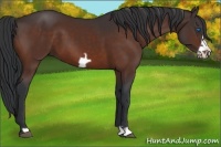 Horse Color:Bay Frame 