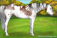 Horse Color:Gray White Spotted Bay Splash