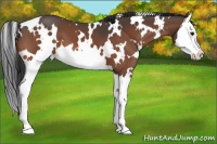 Horse Color:White Spotted Bay Splash 