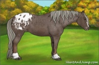 Horse Color:Liver Chestnut Sabino Appaloosa 