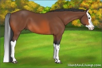 Horse Color:Bay Splash 