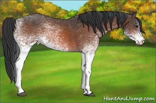 Horse Color:White Spotted Bay