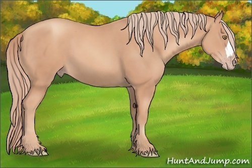 Horse Color:Gold Champagne 