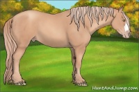Horse Color:Gold Champagne