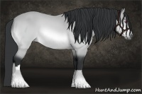 Horse Color:Bay Chinchilla 