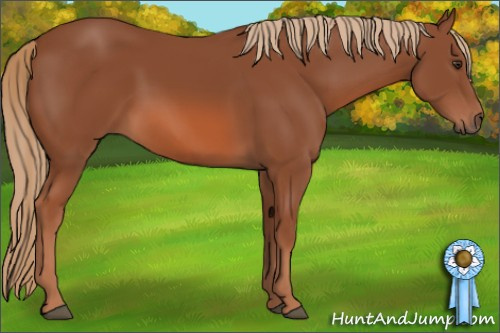 Horse Color: Liver Chestnut 