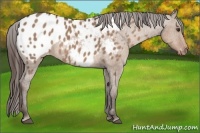 Horse Color:Liver Red Dun Appaloosa