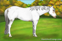Horse Color:Buckskin Sabino Frame 