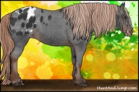 Horse Color:Liver Chestnut Appaloosa 