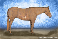 Horse Color:Bay Splash Frame Appaloosa  Brindle