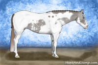 Horse Color:Grullo Splash Tobiano Snowcap 
