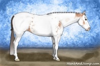 Horse Color:White Spotted Bay Splash Tobiano Near Leopard 
