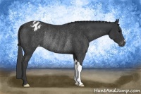 Horse Color:Black Appaloosa Rabicano 