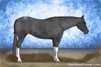 Horse Color:Black Appaloosa