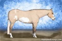 Horse Color:Silver Bay Roan Dun Frame Appaloosa 