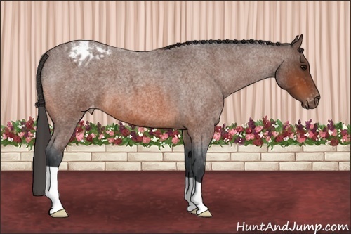 Horse Color: Bay Roan Blanket 