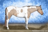 Horse Color:Bay Roan Dun Tobiano Blanket 