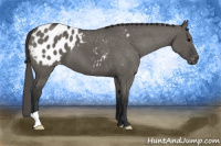 Horse Color:Brown Dun Appaloosa 