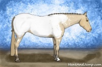 Horse Color:Buckskin Snowcap 