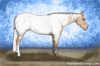 Horse Color:White Spotted Silver Bay Dun Appaloosa 