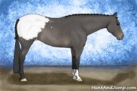 Horse Color:Blue Roan Snowcap 