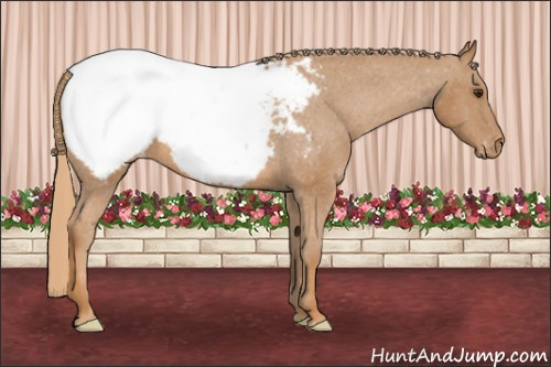Horse Color: Chestnut Snowcap 