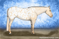 Horse Color:Chocolate Palomino Dun Blanket 