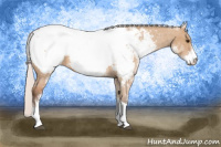 Horse Color:White Spotted Silver Bay Dun Tobiano Appaloosa 