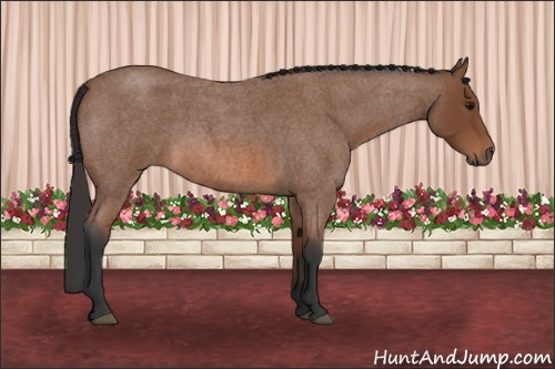 Horse Color: Bay Roan 