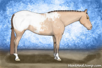 Horse Color:Amber Champagne Appaloosa Rabicano 