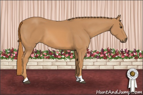 Horse Color: Chestnut 