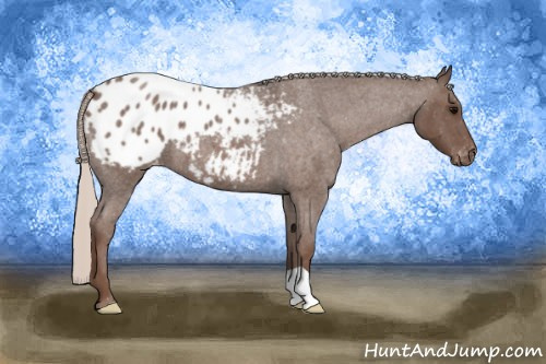 Horse Color: Silver Blue Roan Blanket 
