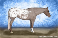 Horse Color:Silver Blue Roan Appaloosa 