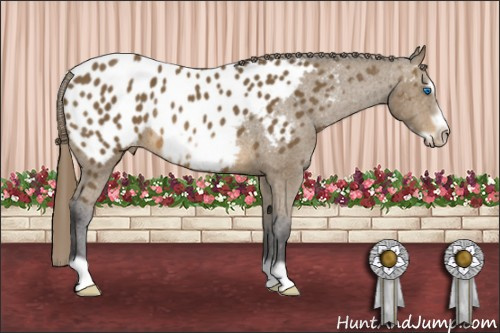 Horse Color: Buckskin Frame Near Leopard Rabicano 