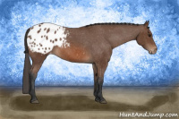 Horse Color:Bay Appaloosa 