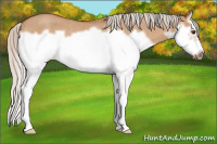 Horse Color:Silver Bay Roan Dun Splash Frame Rabicano