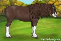 Horse Color:Liver Chestnut Splash 